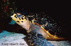 Taken in Cozumel with Sea&Sea MM II EX with single strobe by Michael Shope 